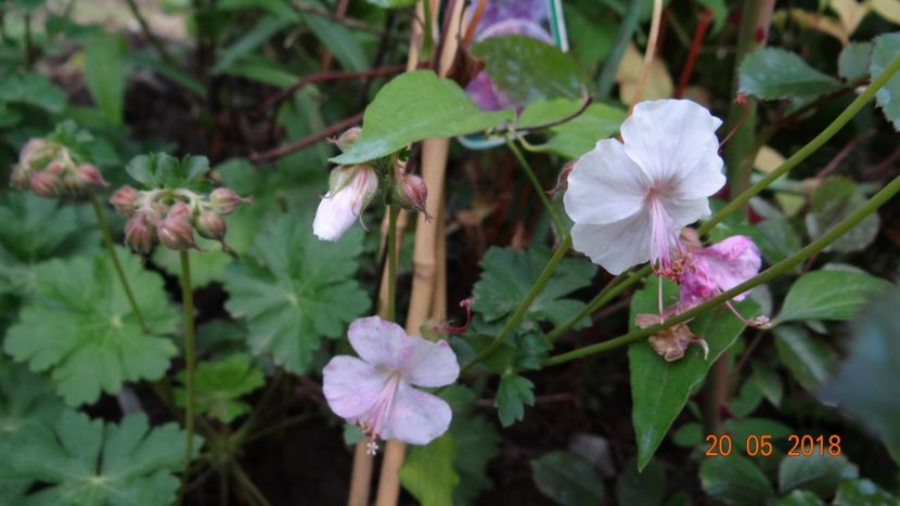  - De-ale lui Florar