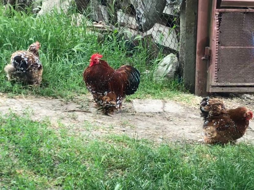 659F6DB6-B6A9-475C-B985-F22F04671924 - Cochinchina pitic portelan 2018