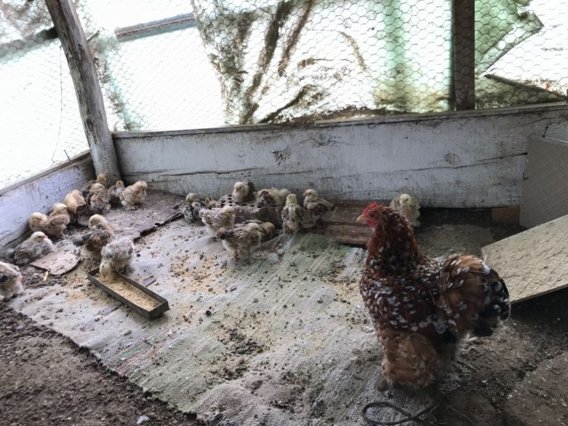 E129BDA4-1A8F-43FD-B21F-06BDA61D6639 - Cochinchina pitic portelan 2018