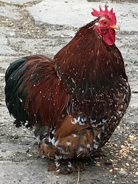 59CBFD60-4F95-4AFA-85EC-757E24538845 - Cochinchina pitic portelan 2018