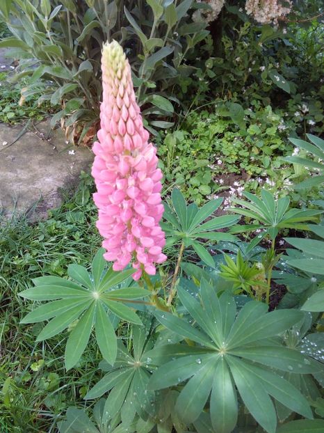  - AAAAA_LUPIN 2015_2017_2018_2019_2020