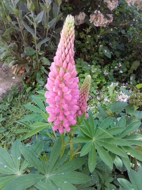  - AAAAA_LUPIN 2015_2017_2018_2019_2020