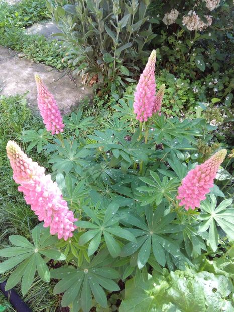  - AAAAA_LUPIN 2015_2017_2018_2019_2020