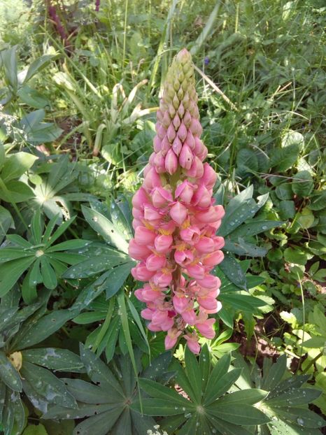  - AAAAA_LUPIN 2015_2017_2018_2019_2020