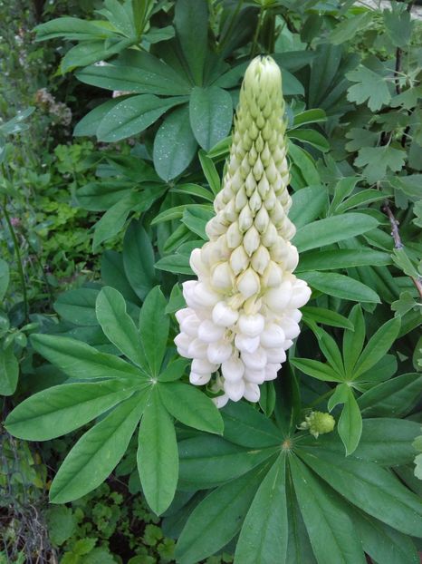  - AAAAA_LUPIN 2015_2017_2018_2019_2020