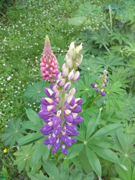  - AAAAA_LUPIN 2015_2017_2018_2019_2020