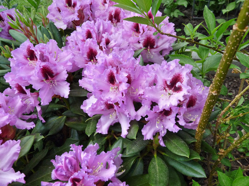  - Azalee si Rhododendroni