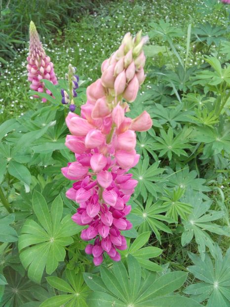 - AAAAA_LUPIN 2015_2017_2018_2019_2020