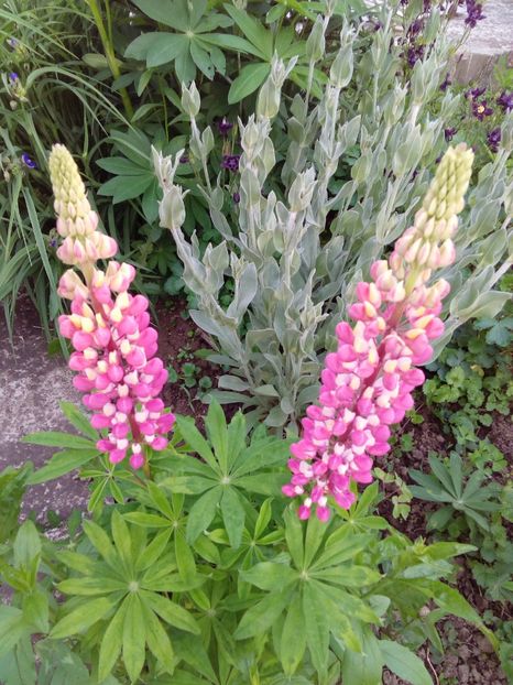  - AAAAA_LUPIN 2015_2017_2018_2019_2020