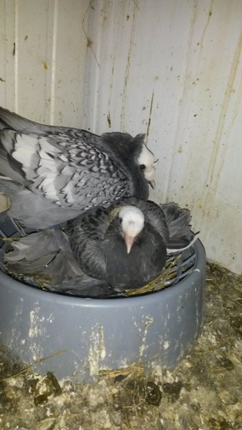 Preot saxon - Pui 2018 din toate rasele