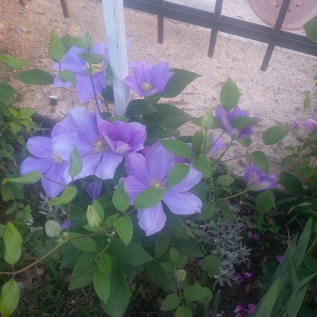 fujimusume - gradina mai 2018