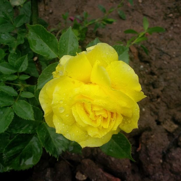 friesia - gradina mai 2018