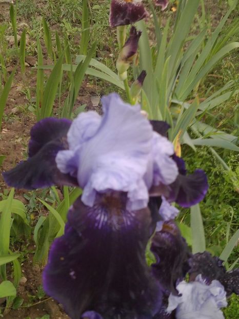  - Mai 2018