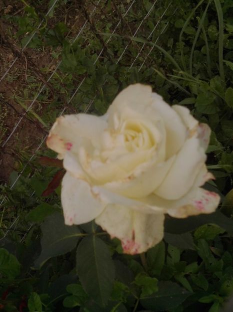  - Mai 2018