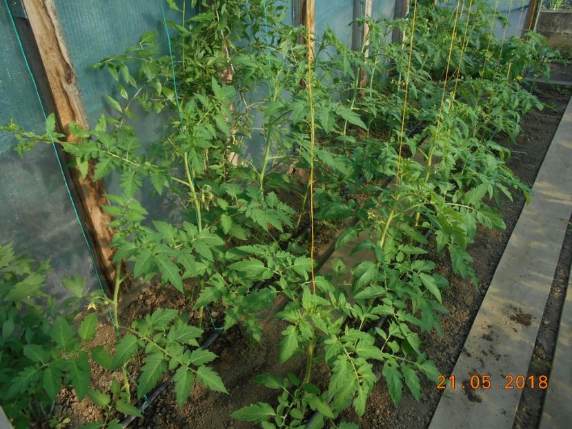  - 3Gradina de legume 2018