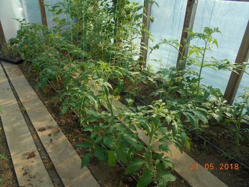  - 3Gradina de legume 2018