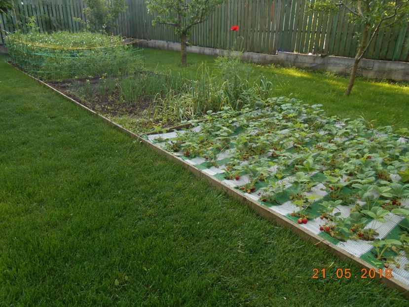  - 3Gradina de legume 2018