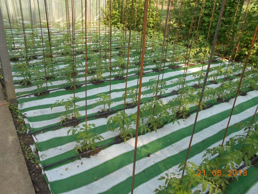  - 3Gradina de legume 2018