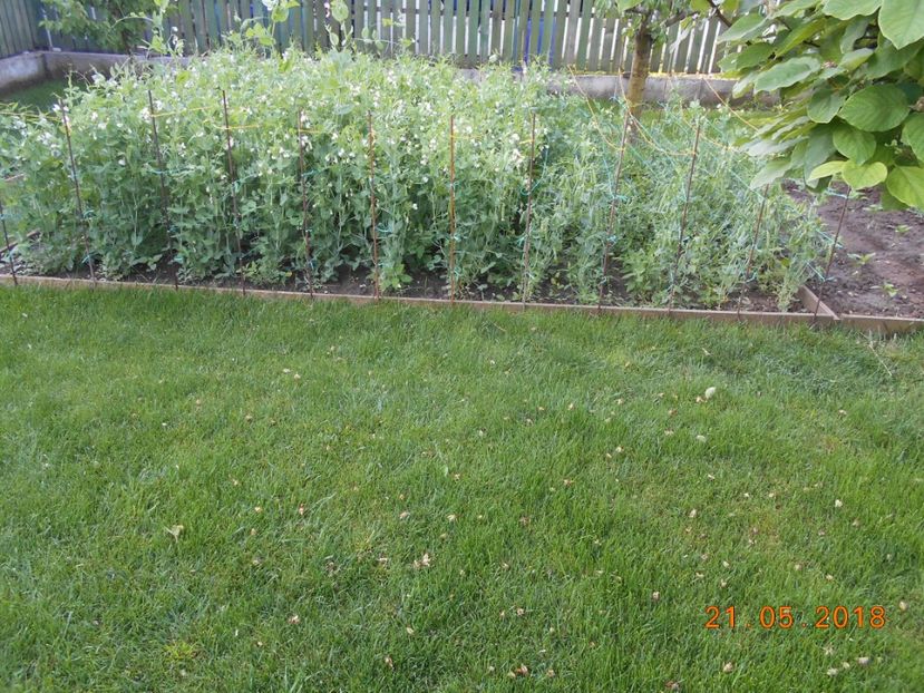  - 3Gradina de legume 2018