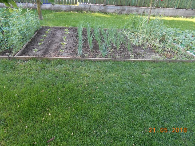  - 3Gradina de legume 2018