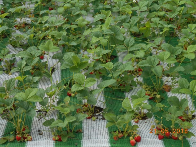  - 3Gradina de legume 2018