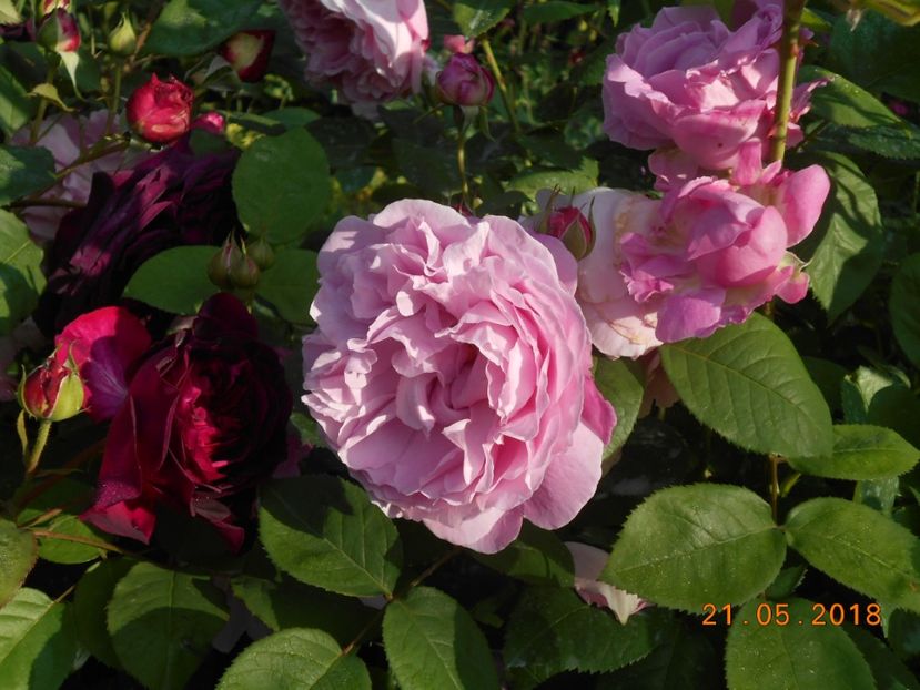 21.05.2018 - Mary Rose