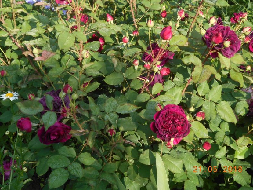 21.05.2018 - Munstead Wood