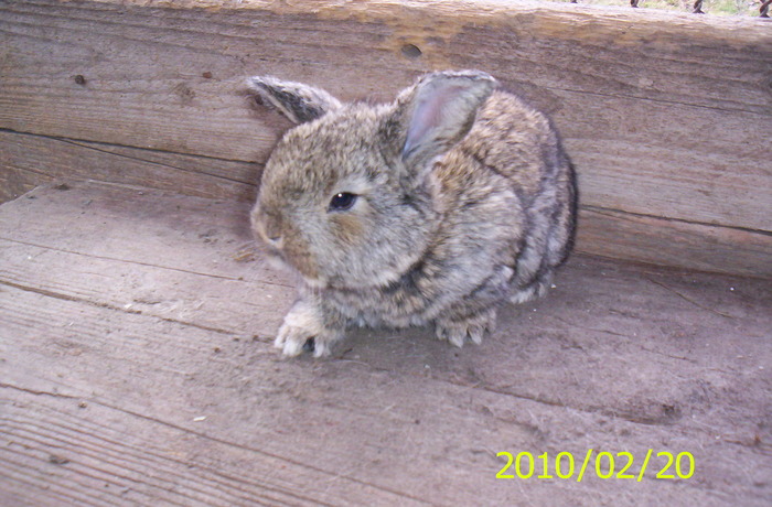 Iepuras2