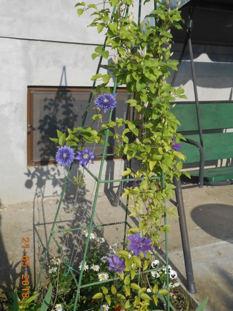  - 3Clematite2018