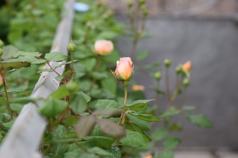 Cpm - 111111111111 TRANDAFIRI 2016_2017_2018_2019