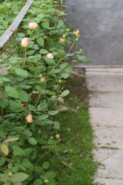  - 111111111111 TRANDAFIRI 2016_2017_2018_2019