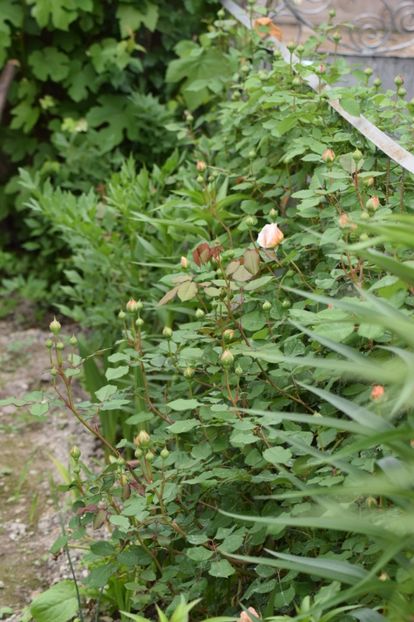  - 111111111111 TRANDAFIRI 2016_2017_2018_2019