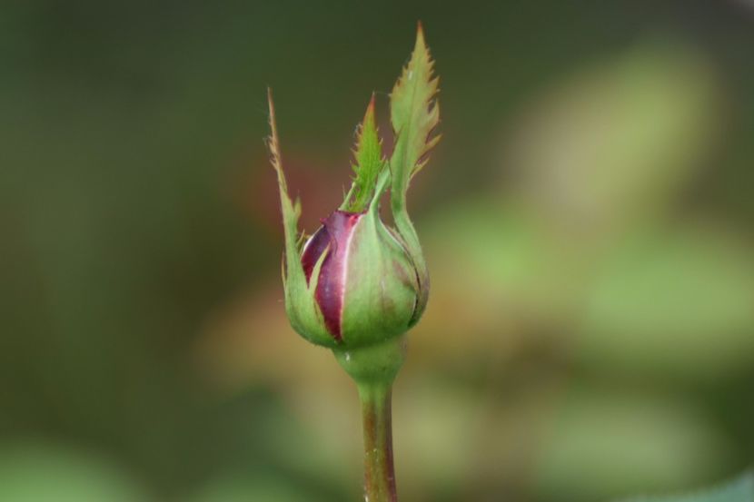 Falstaff - 111111111111 TRANDAFIRI 2016_2017_2018_2019