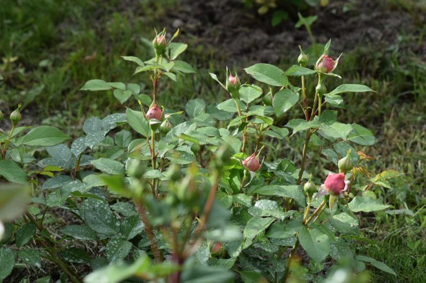  - 111111111111 TRANDAFIRI 2016_2017_2018_2019