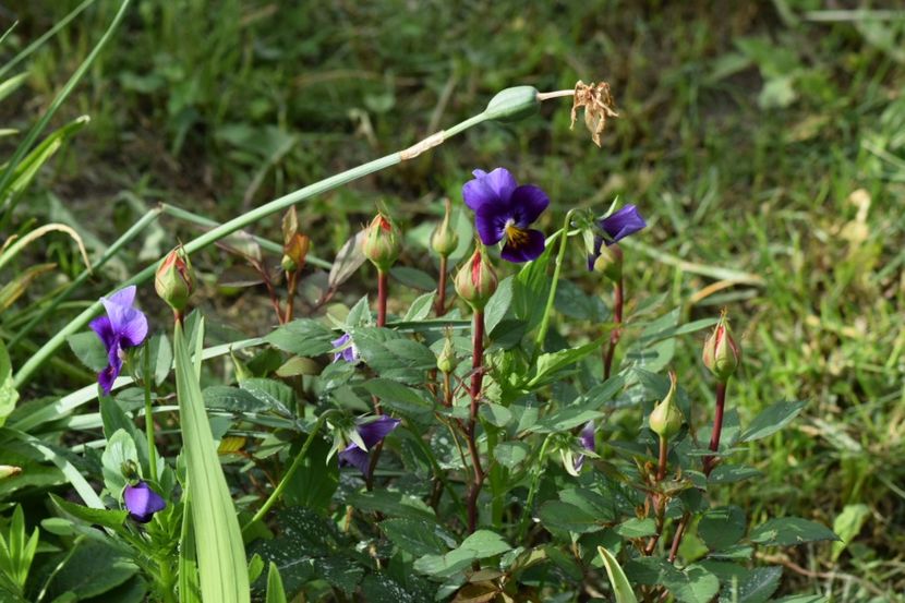  - 111111111111 TRANDAFIRI 2016_2017_2018_2019