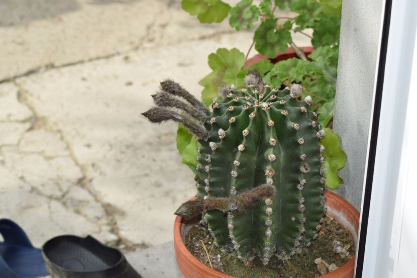  - Cactusii mei dragalasi Ekinopsis