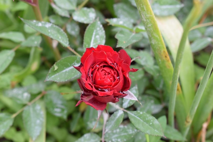 O minirosa a dat startul ! - 111111111111 TRANDAFIRI 2016_2017_2018_2019