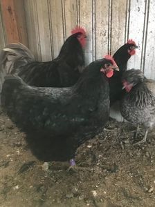 110264101_XLTAZZQ - Gigant Jersey