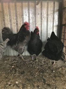 110264103_BJUGWGS - Gigant Jersey