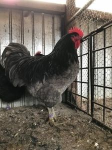 110264104_AISMIQC3 - Gigant Jersey