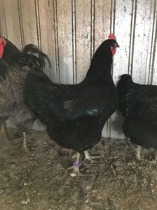 110264106_SFNAYIB3 - Gigant Jersey