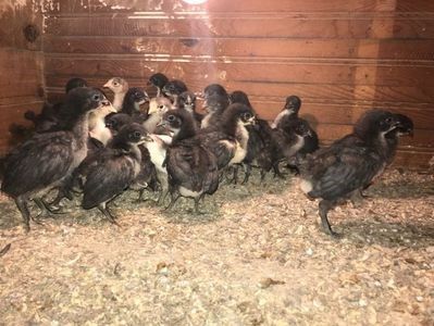 110819860_BCHMFBA3 - Giant Jersey pui - seria 1