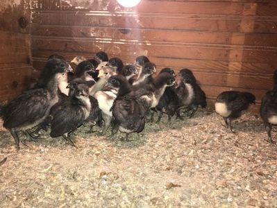 110819861_DWLVWCQ3 - Giant Jersey pui - seria 1