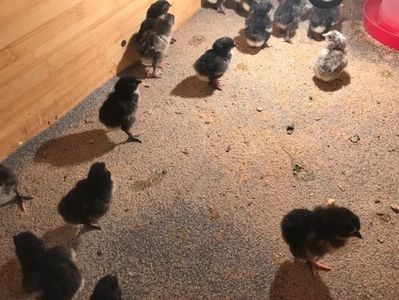 110819862_YESLTRN - Giant Jersey pui - seria 1