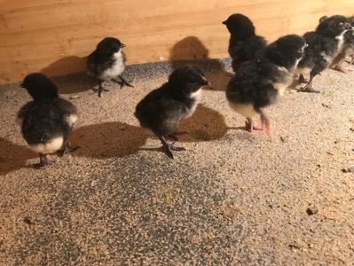 110819864_GAQOKZH3 - Giant Jersey pui - seria 1