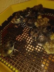 110819870_CIFKMGM3 - Giant Jersey pui - seria 1