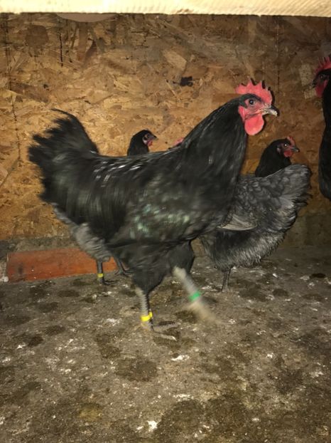 A51BC714-61CC-4474-BCF7-86E98CA9373C - Gigant Jersey