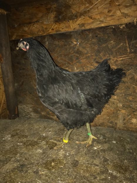 A2E2824B-DC1D-4BAE-8DBD-6577AC67C7A2 - Gigant Jersey