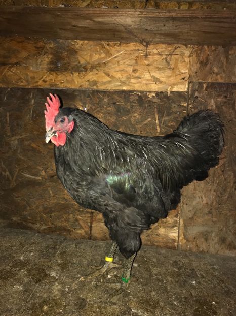 A07330C2-CC76-4CBD-88BC-C55BBBC619F0 - Gigant Jersey