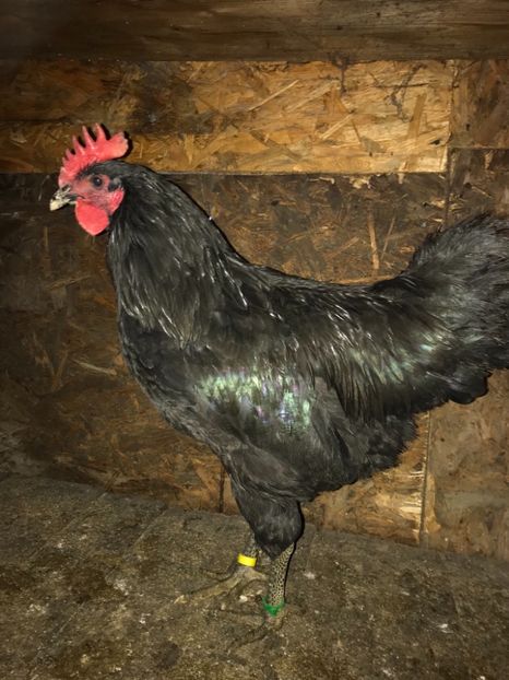 0D86B163-A2B0-47A0-B7A9-F7A8A48E15AA - Gigant Jersey